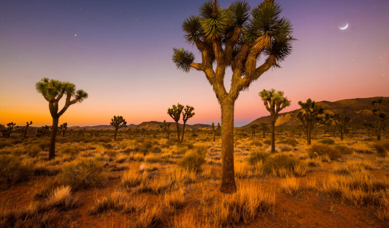 Árvores de Josué espalhadas pelo deserto da Califórnia sob a lua crescente na alvorada.