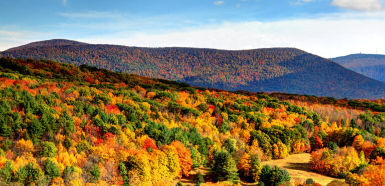 Folhagem outonal colorida cria uma paleta de cores florestais claras nas Berkshires.