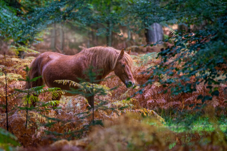 Cavalo marrom em busca de gramíneas na floresta outonal.